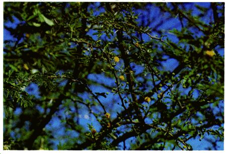 Image: Acacia tree