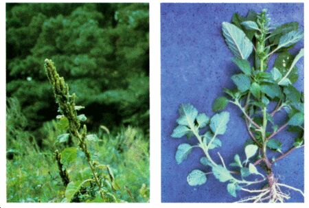 Image: Amaranth plant