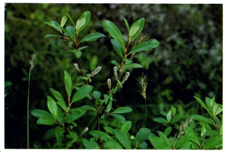 Image: Arctic willow shrub