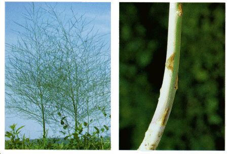 Image: Asparagus plant