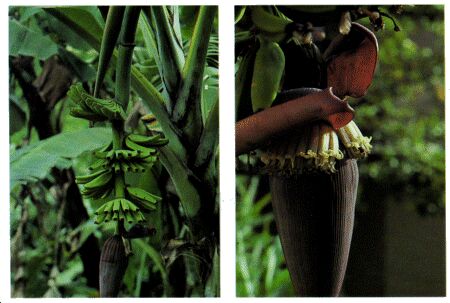 Image: Banana and plantain