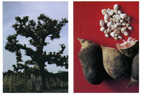 Drawing: Baoba tree