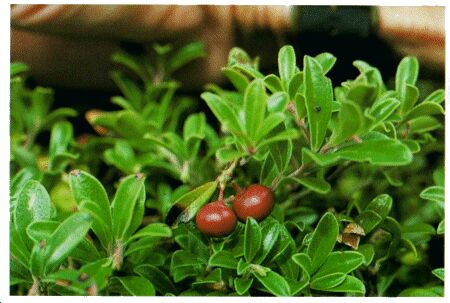 Image: Bearberry or kinnikinnick