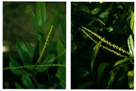 Image: Bignay shrub or small tree