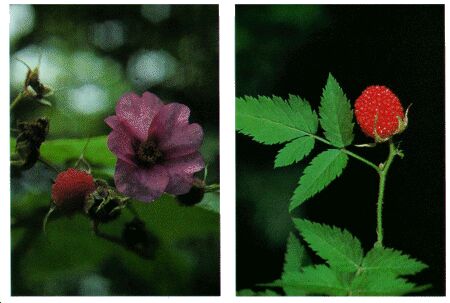 Image: Blackberry, rasberry, and dewberry