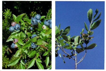 Image: Blueberry and huckleberry