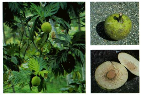 Image: Breadfruit tree