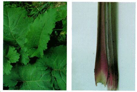 Image: Burdock plant