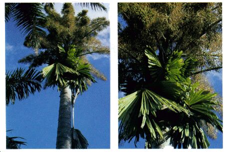 Image: Burl Palm