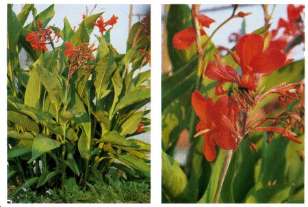 Image: Canna lily