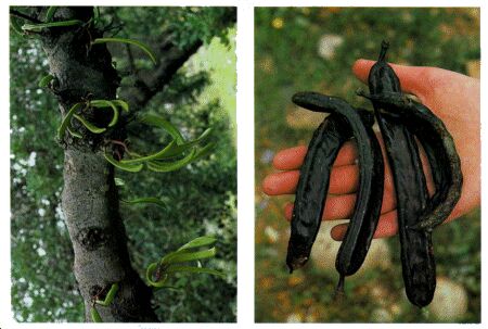 Image: Carob tree