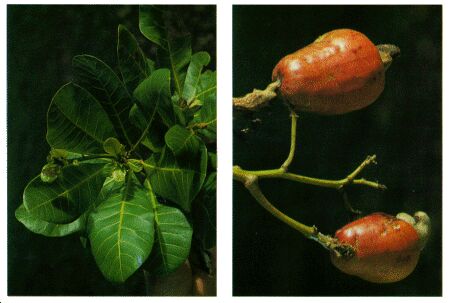 Image: Cashew nut