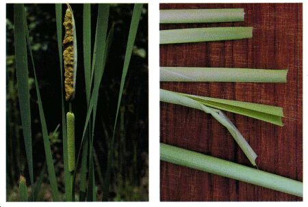 Image: Cattail