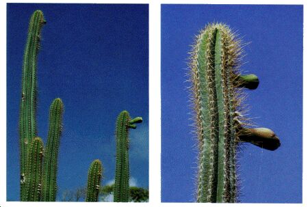 Image: Cereus cactus