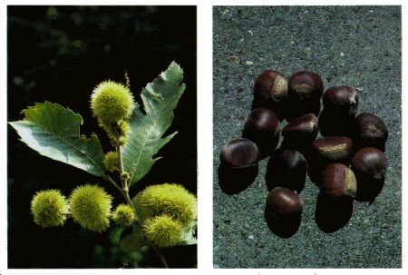 Image: Chestnut tree