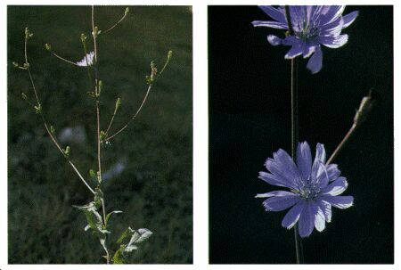 Image: Chicory plant