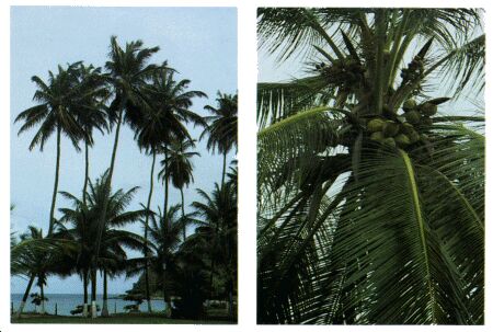 Image: Coconut tree