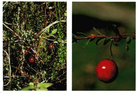 Image: Cranberry plany