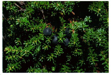 Image: Crowberry shrub