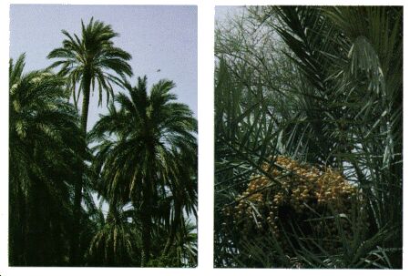 Image: Date palm