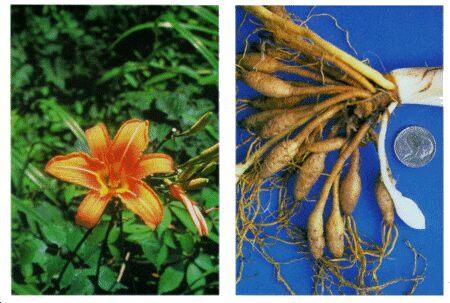 Image: Daylily plant