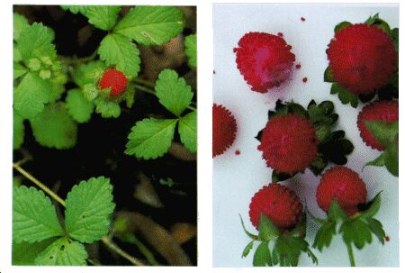 Image: Duchesnea or Indian strawberry