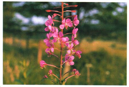 Image: Fireweed plant
