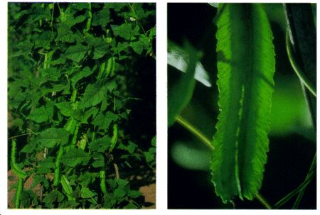 Image: Goa bean plant