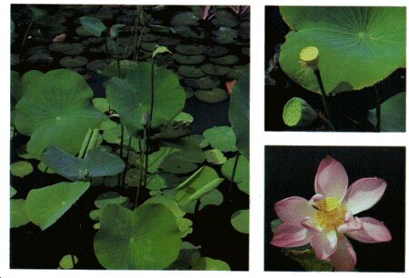 Image: Lotus
