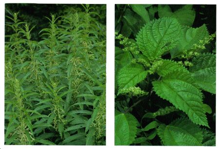 Image: Nettle plant