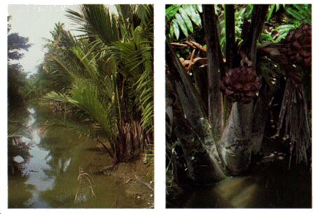 Image: Nipa palm