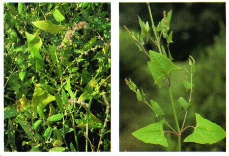 Image: Orach plant