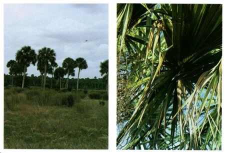 Image: Palmetto palm