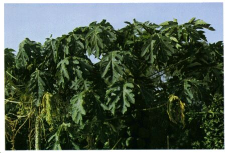 Image: Carica papaya