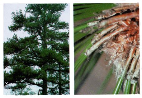 Image: Pine tree