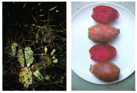 Image: Prickly pear cactus