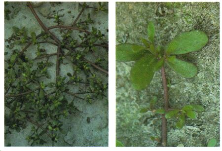 Image: Purslane plant