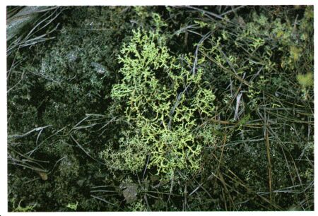 Image: Reindeer moss