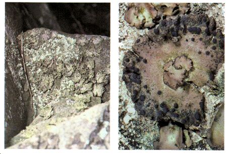 Image: Rock tripe
