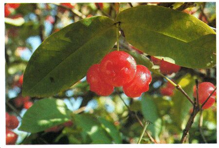 Image: Rose apple