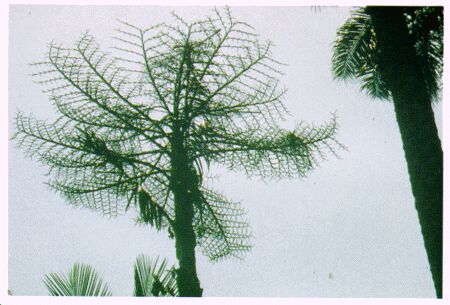 Image: Sago palm
