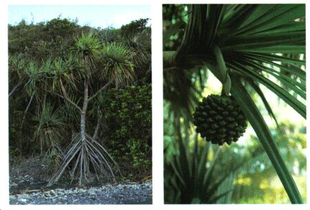 Image: Screw pine