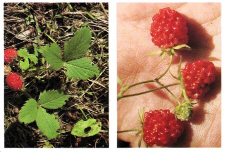 Image: Strawberry plant