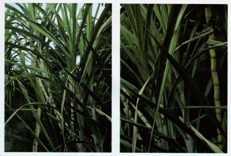 Image: Sugarcane plant