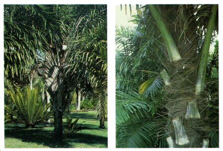 Image: Sugar palm tree