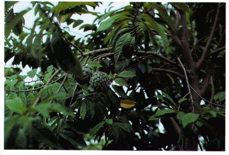 Image: Sweetsop tree