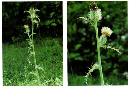 Image: Thistle plant