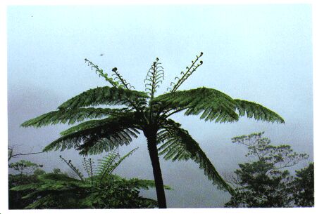 Image: Tree fern