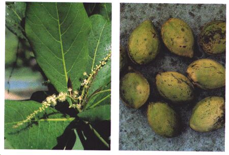 Image: Tropical almond