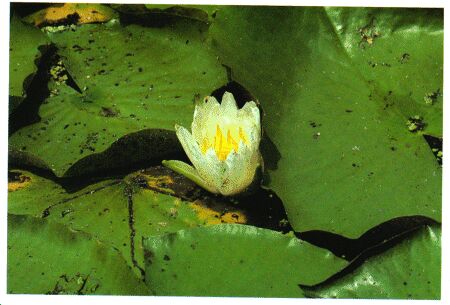 Image: Water lily